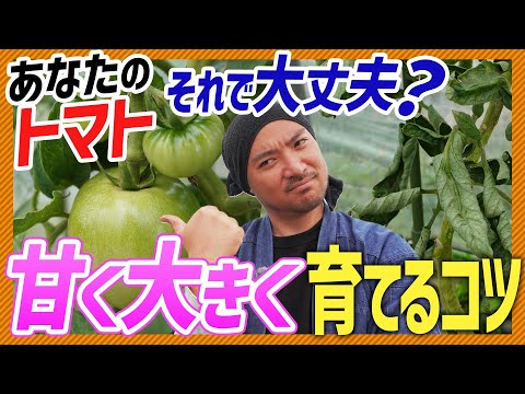 【家庭菜園】そのトマト枯れてませんか👀大玉トマトは難しい😲気になるトマト栽培の注意点🍅